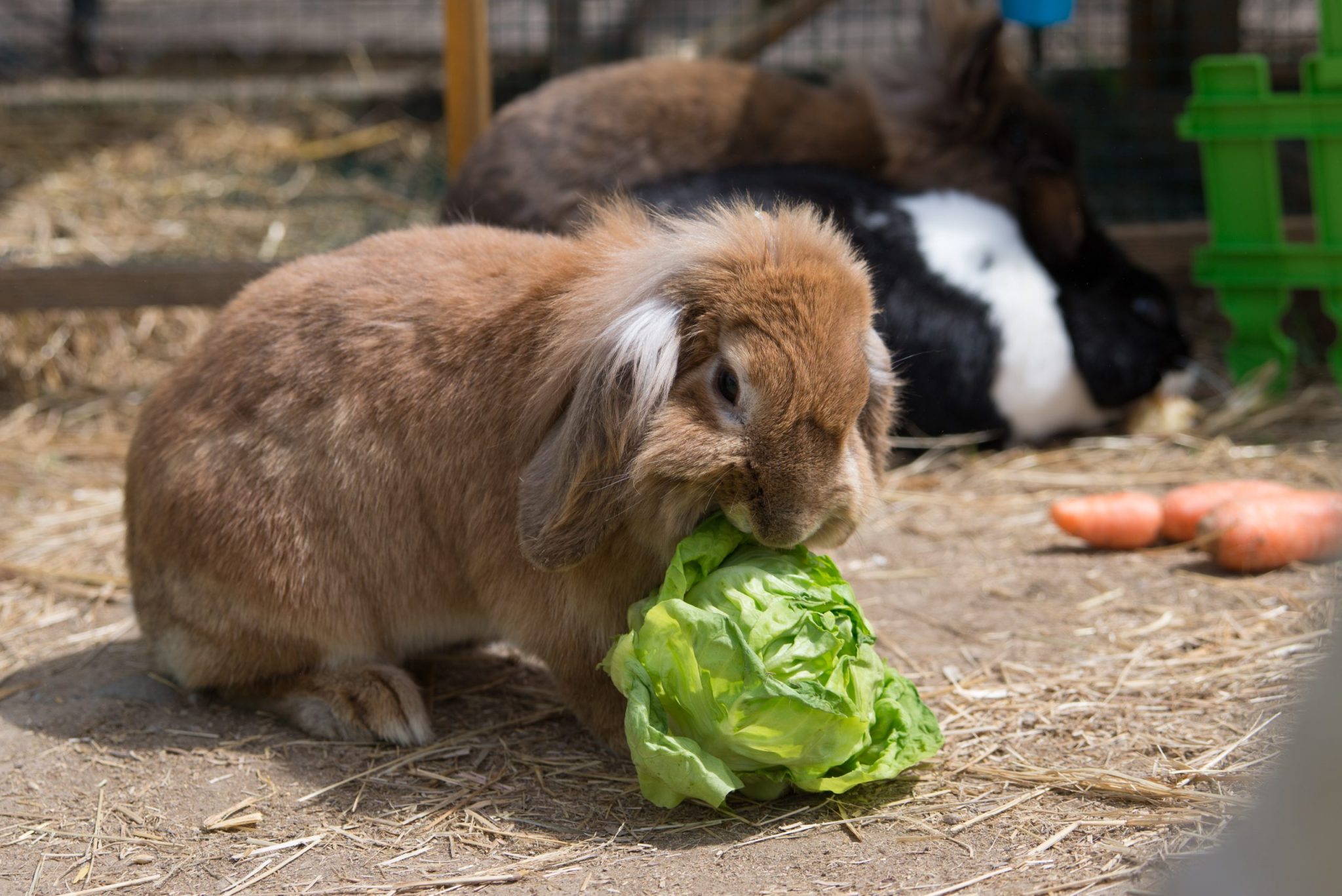 Foto: zooplanet.org.rs