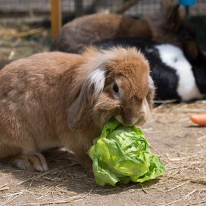 Foto: zooplanet.org.rs