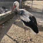 Pčele, zmije i ptice među životinjama u Srbiji koje trpe posledice klimatskih promena; Foto: Magdalena Kostić