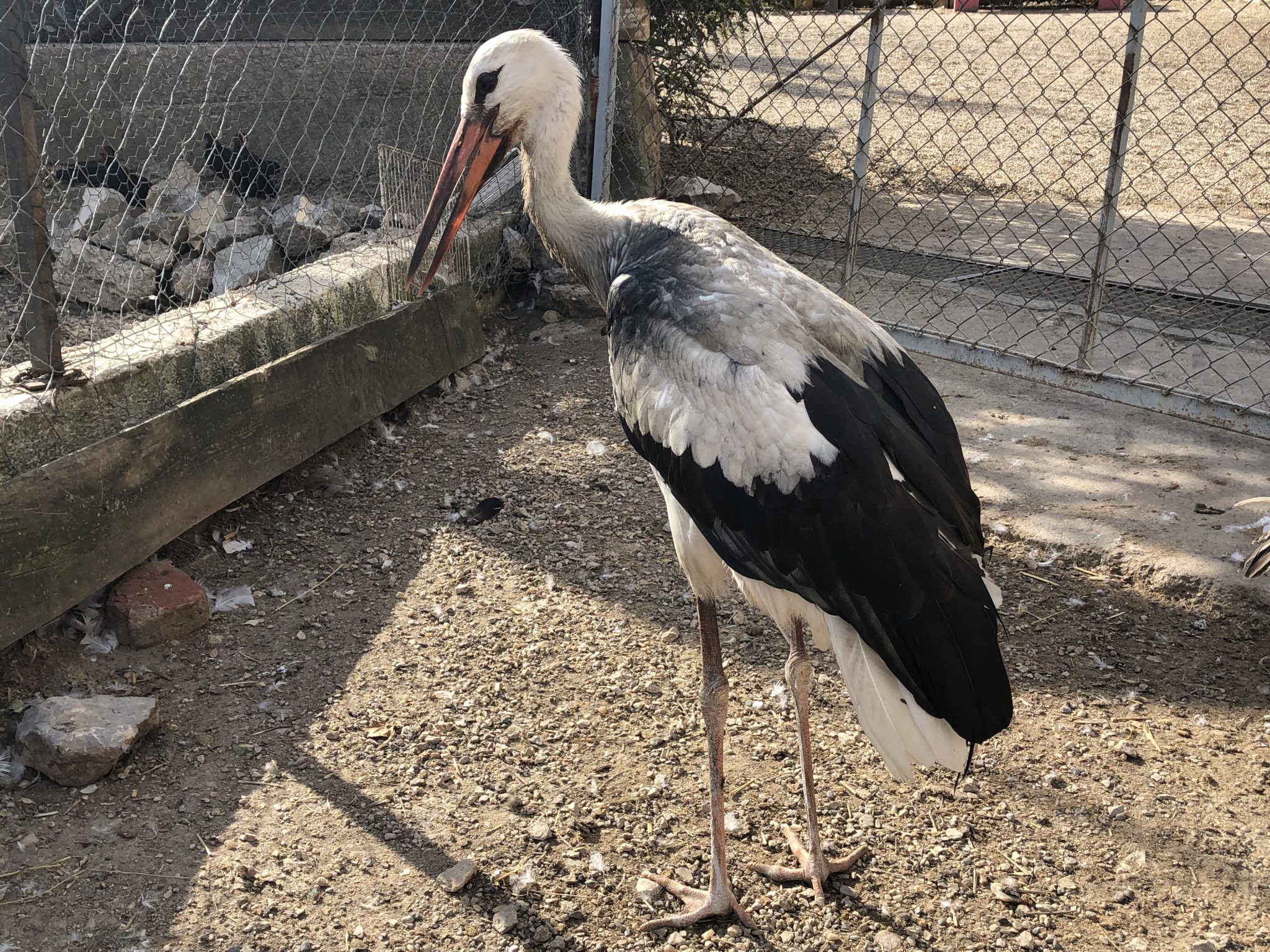 Pčele, zmije i ptice među životinjama u Srbiji koje trpe posledice klimatskih promena; Foto: Magdalena Kostić